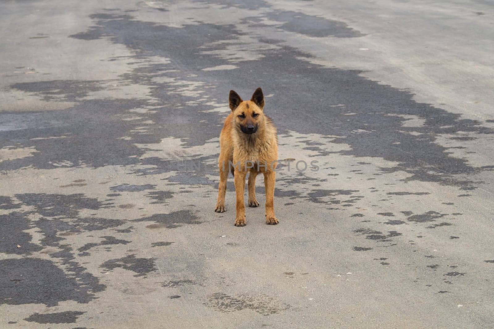Homeless dog on the road. mixed breed dog