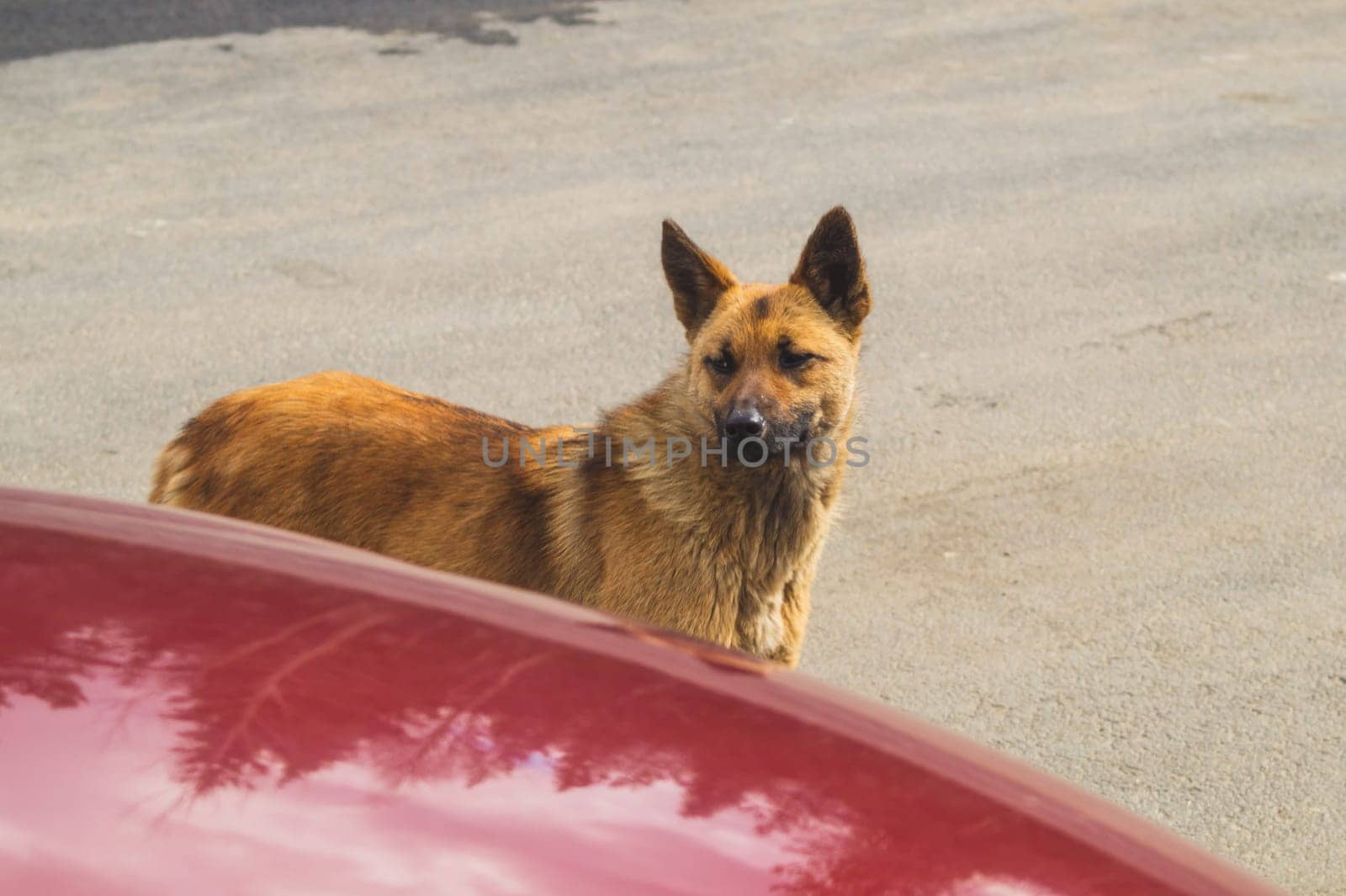 Homeless dog on the road. mixed breed dog