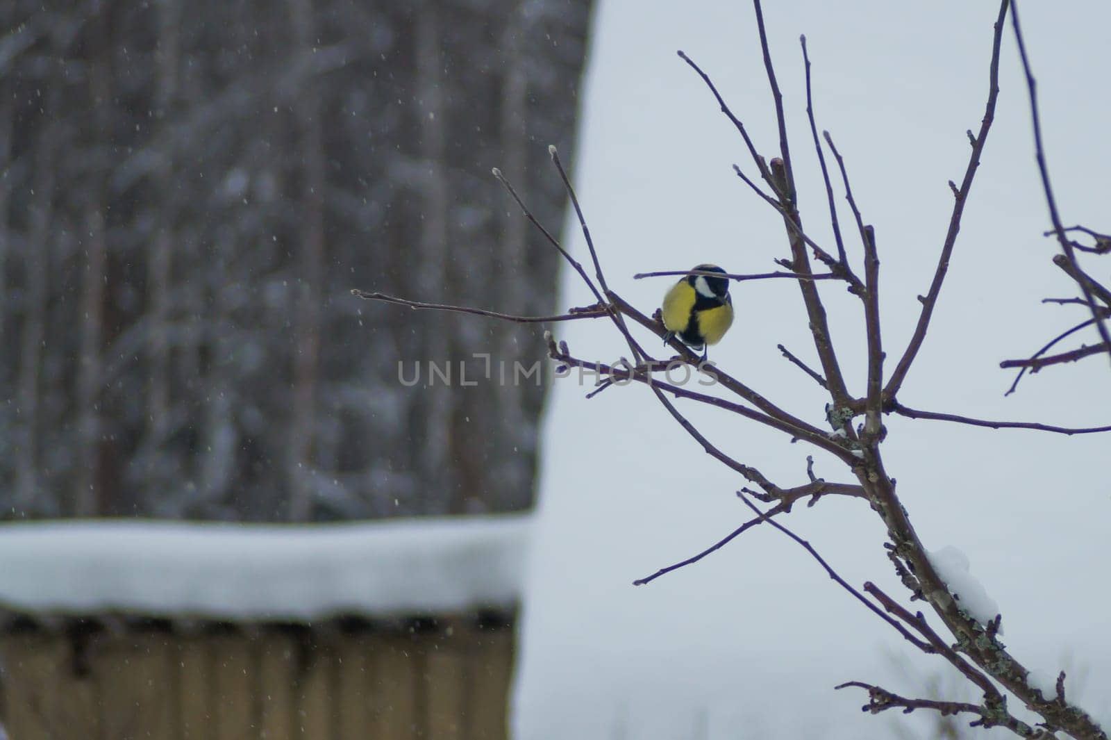 Yellow bird sitting on the tree branch. tit bird
