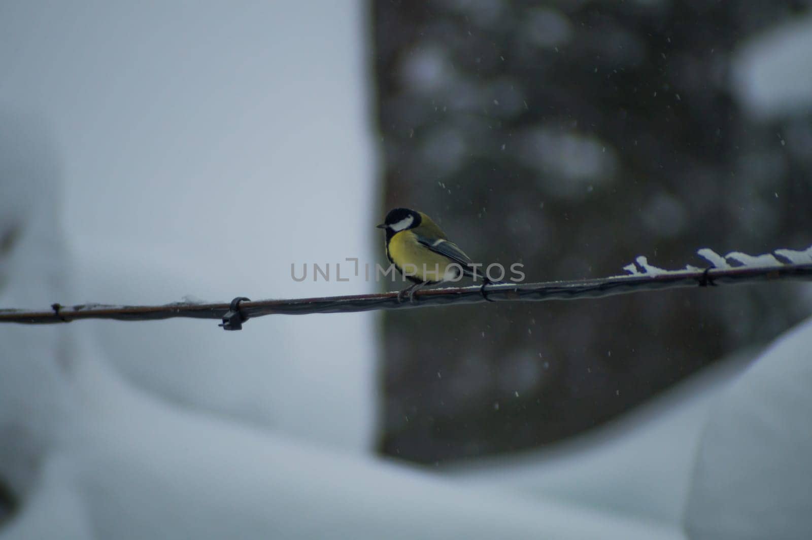 Yellow bird sitting on a wire in snowy day. tit bird
