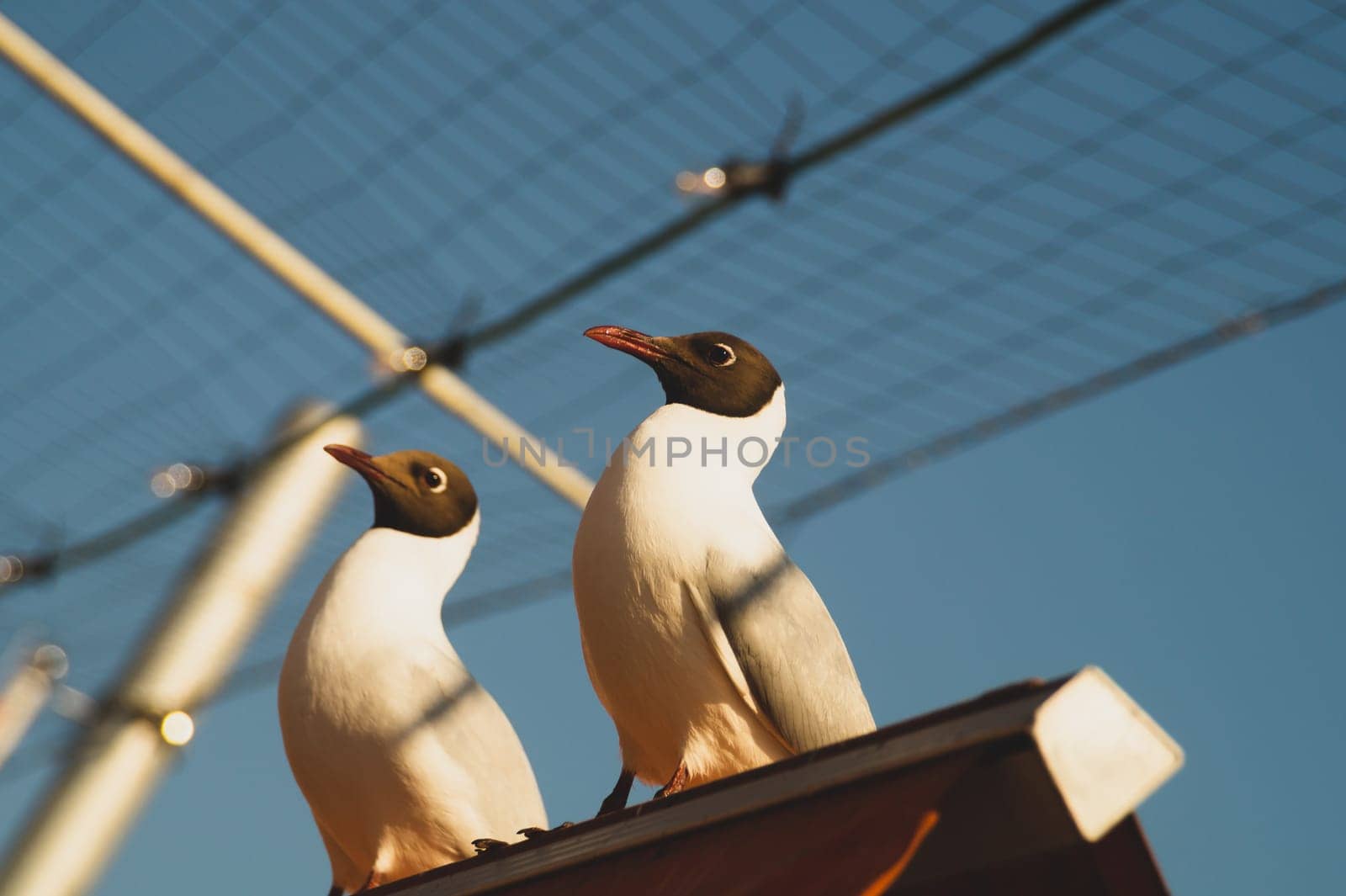Beautiful birds close up. black headed seagulls sitting on the roof with the sky