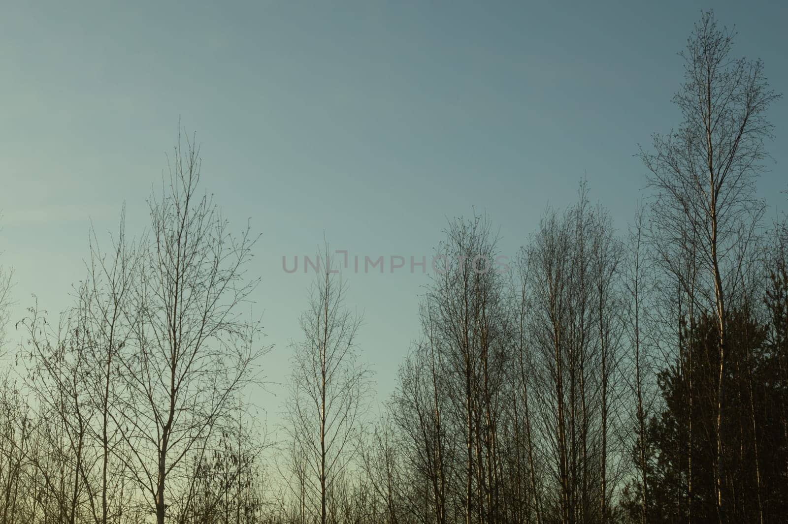 Dry trees in gloomy day in the forest nature background