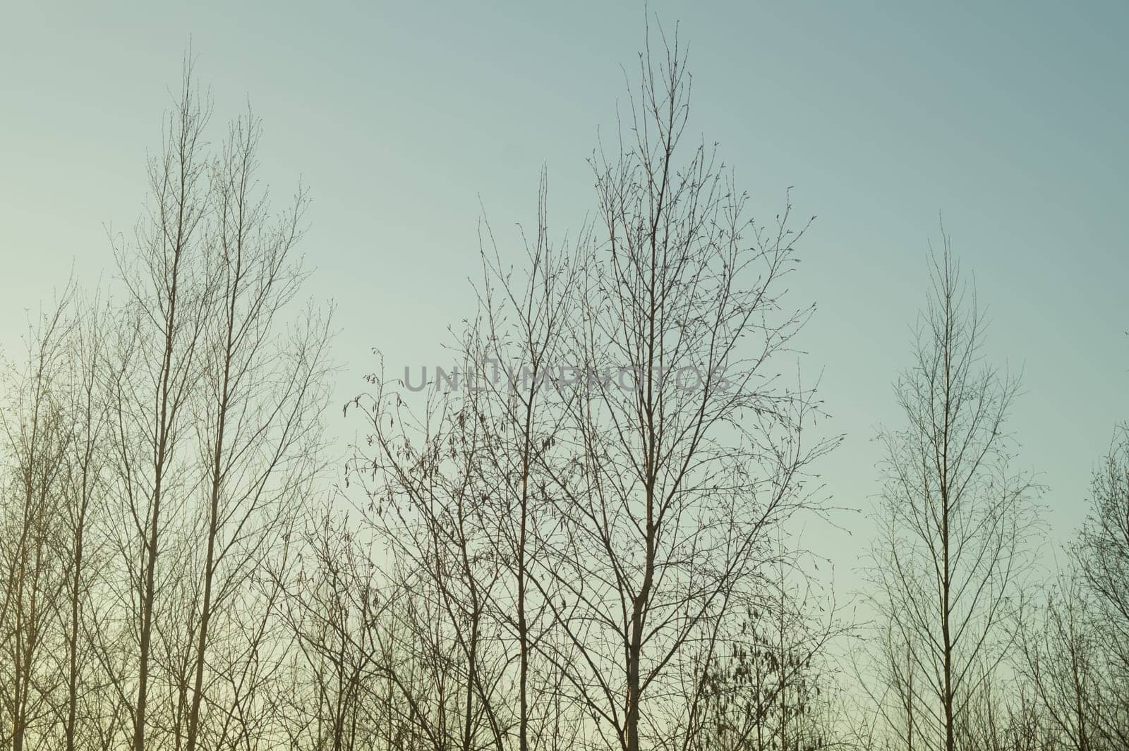 Dry trees in gloomy day in the forest nature background