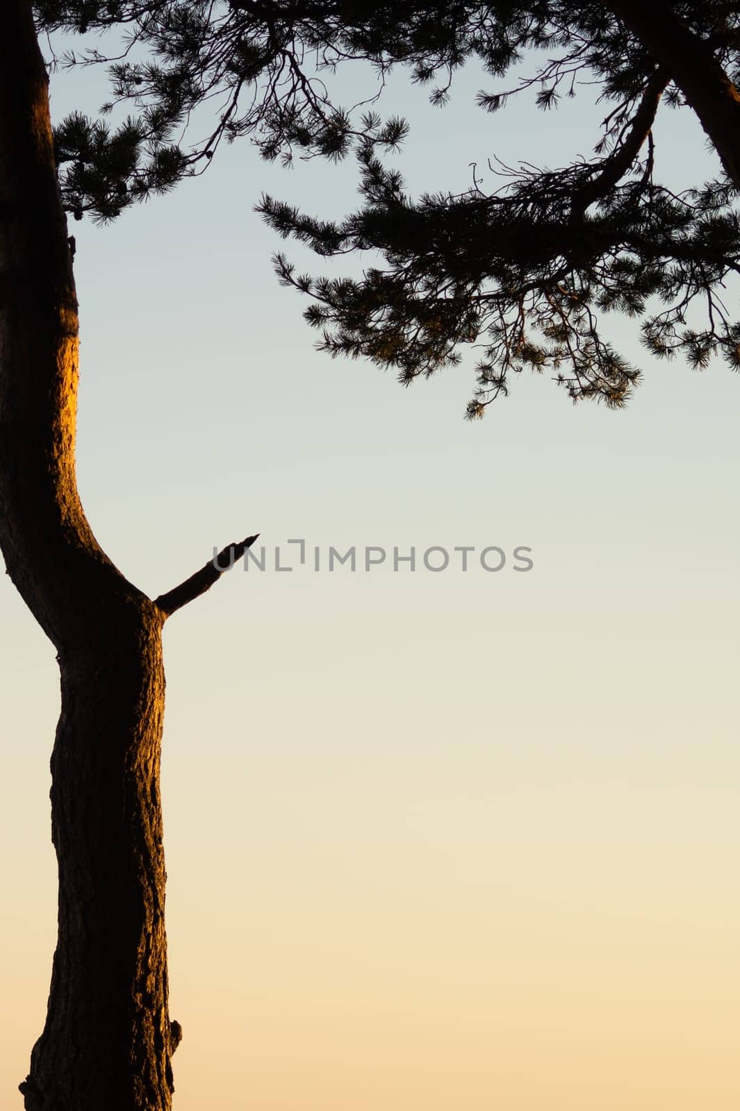 Sunset in the forest. tree in the evening light. nature background