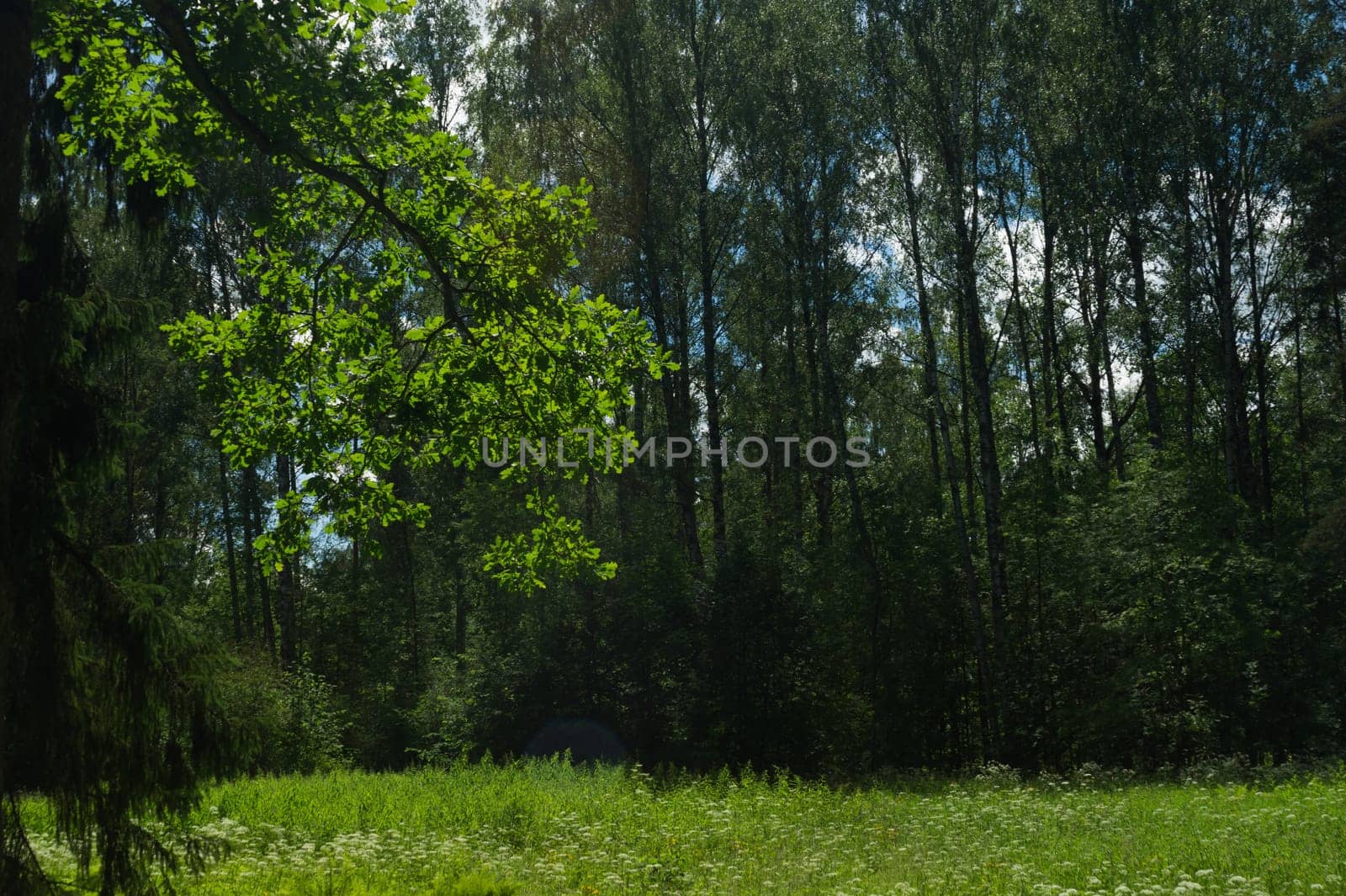 Summer forest background. greenery and foliage in the overgrown forest