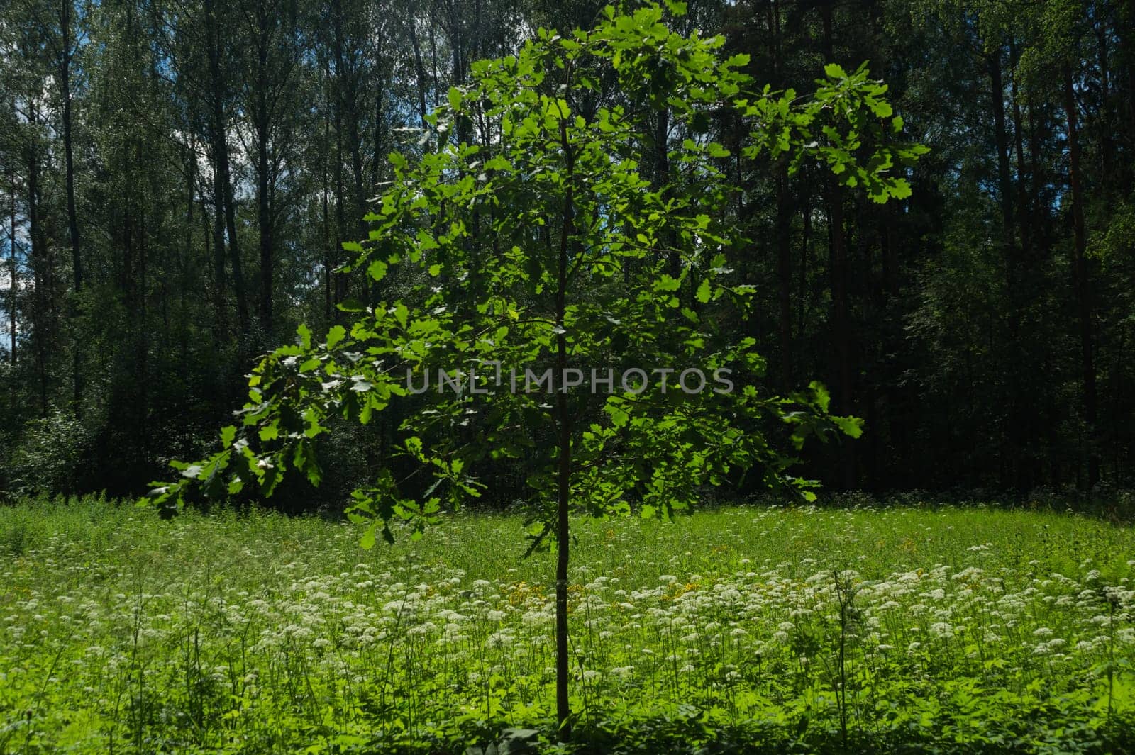 Summer forest background. greenery and foliage in the overgrown forest
