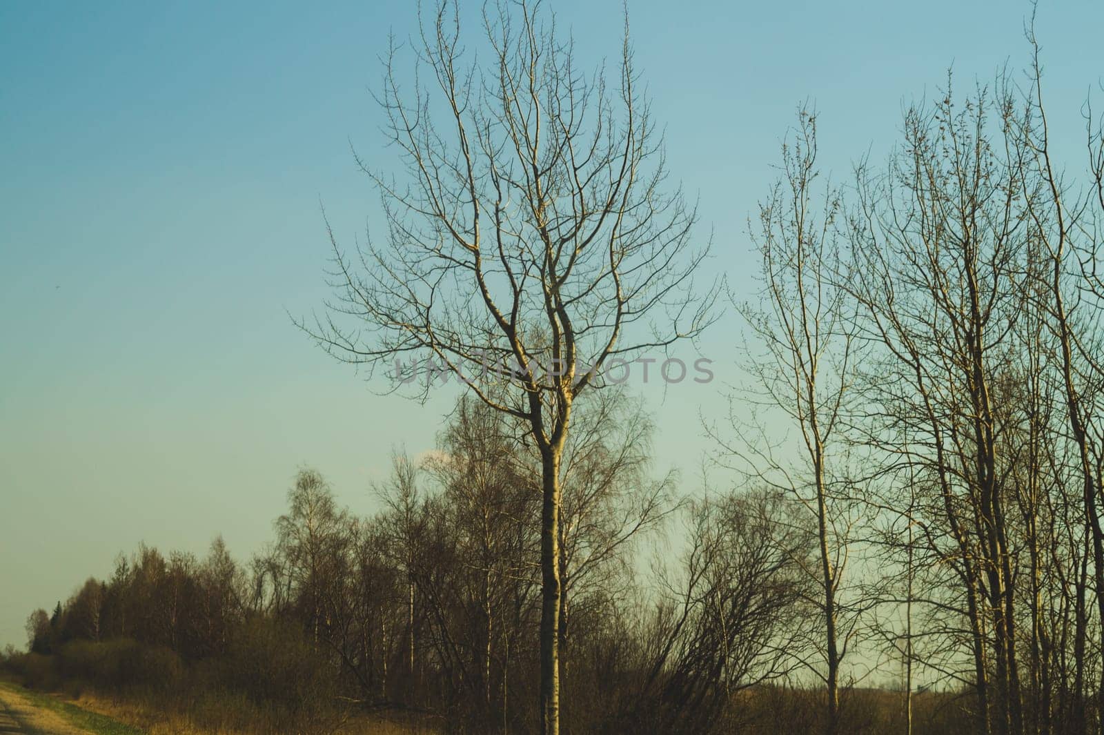 Old dry tree in the forest nature background