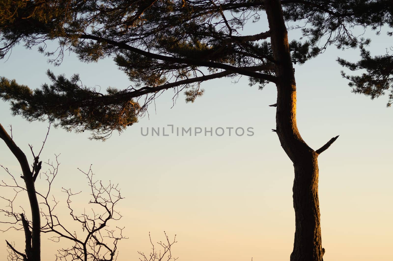 Sunset in the forest. tree in the evening light. nature background