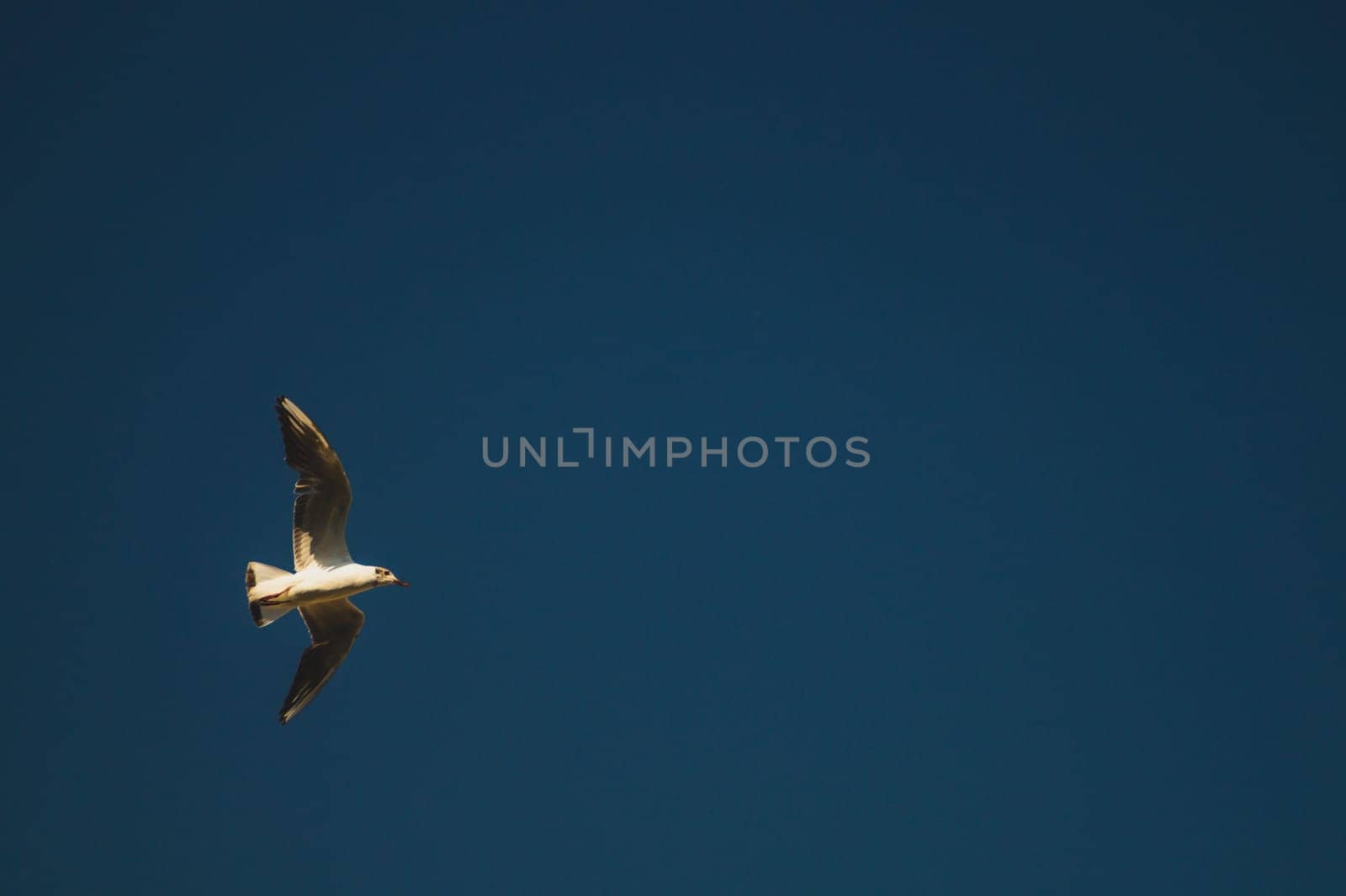 Seagull flying in the blue sky. wide spreded wings. freedom in flight concept. flying bird
