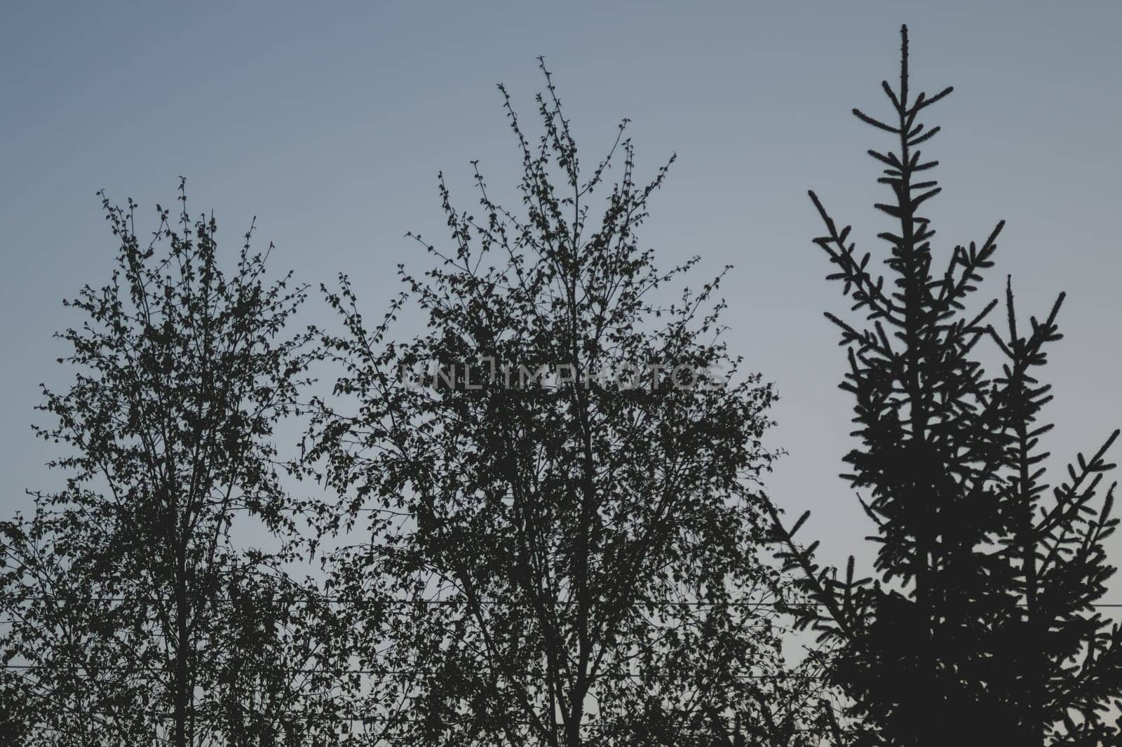 Dry trees in gloomy day in the forest nature background