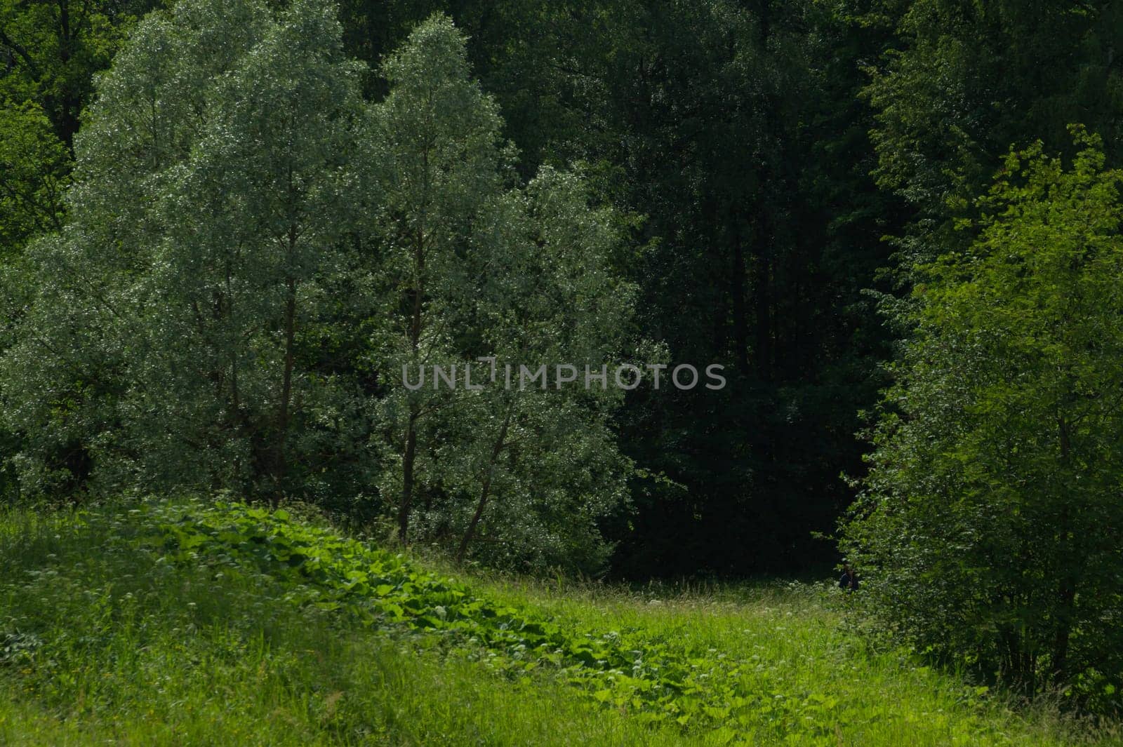 Summer forest background. greenery and foliage in the overgrown forest