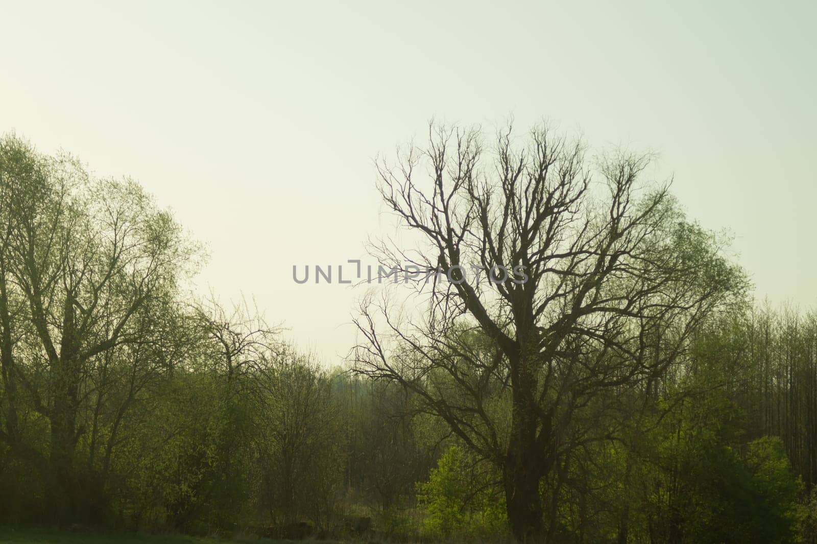 Dried trees in the forest nature background