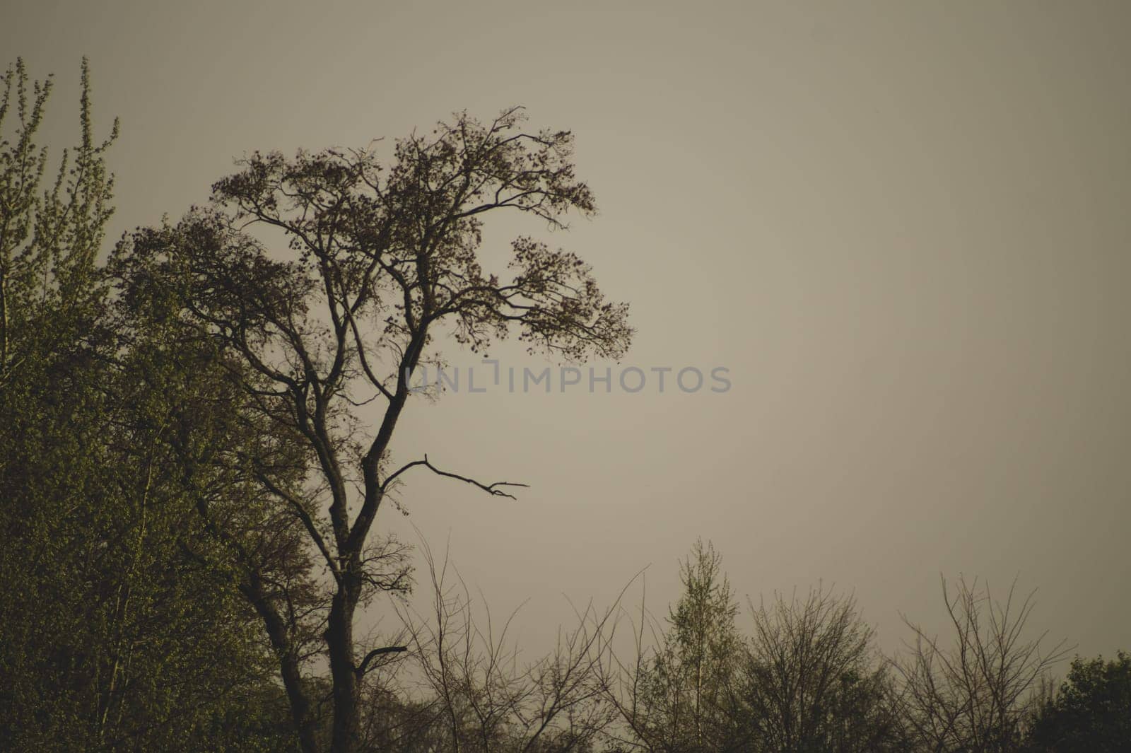 Dry trees in gloomy day in the forest nature background
