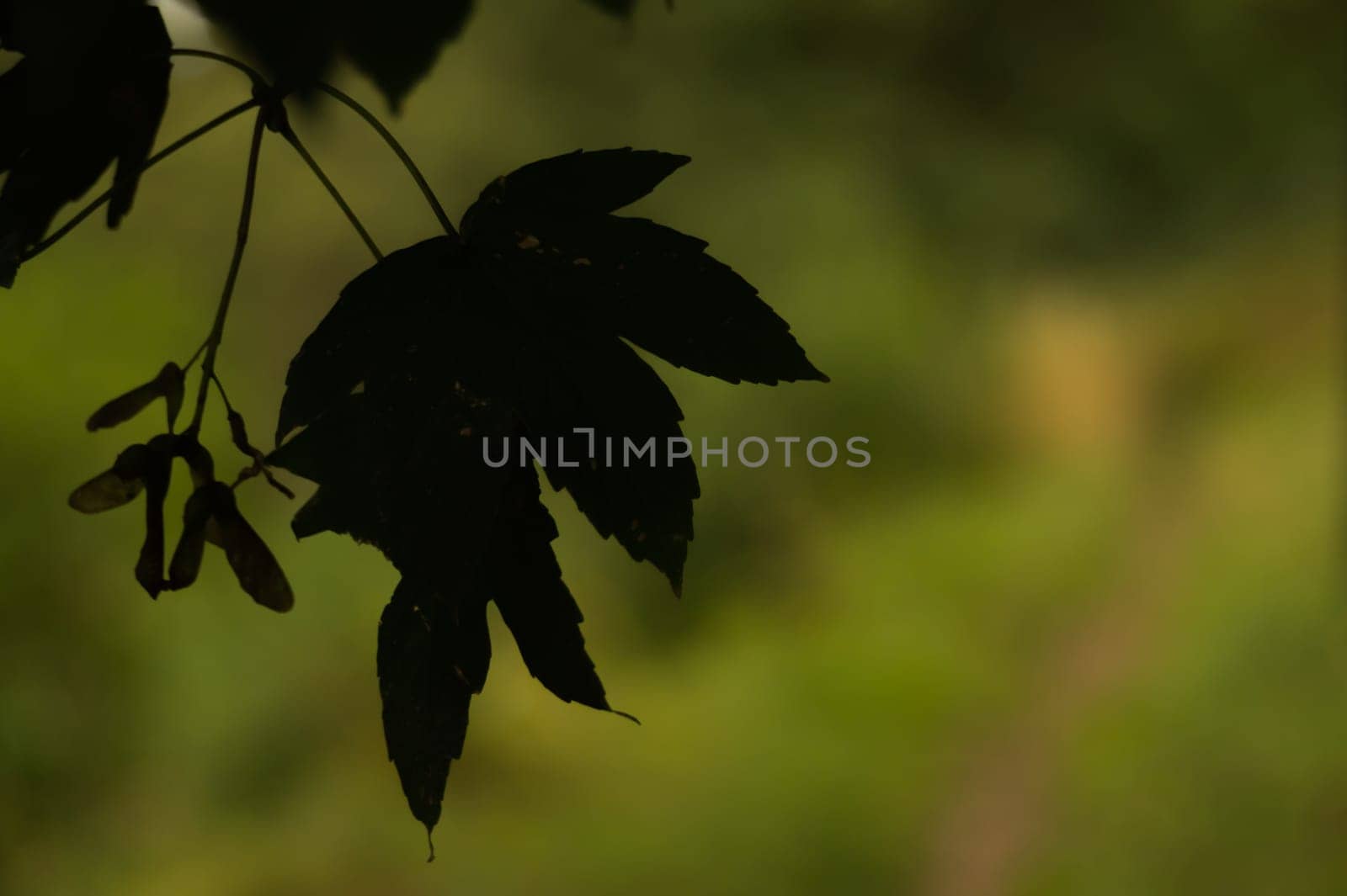 Leaf silhouette close up nature background. green backdrop