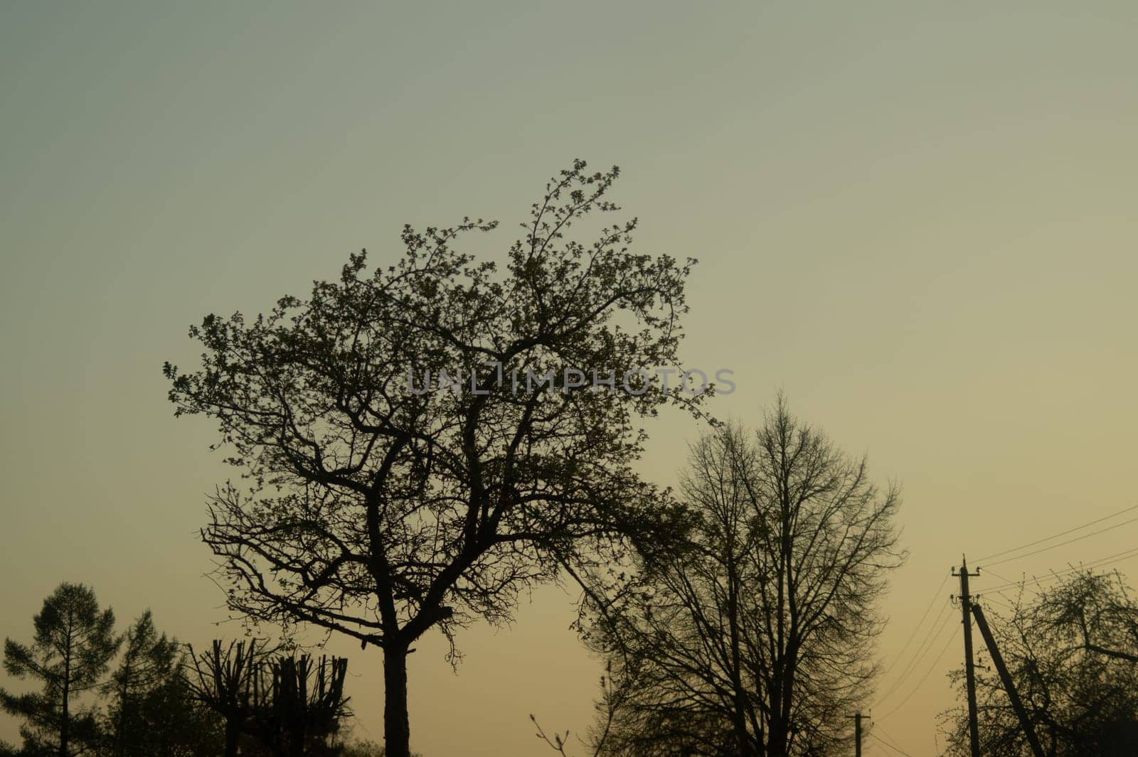 Dried trees in the forest nature background. trees silhouette