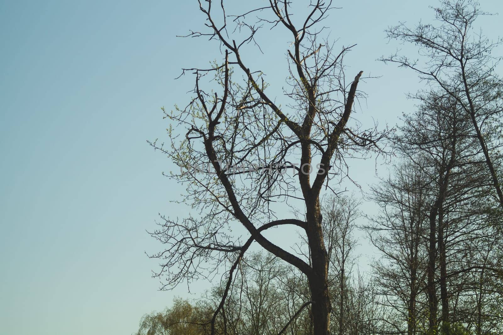 Old dry tree in the forest nature background