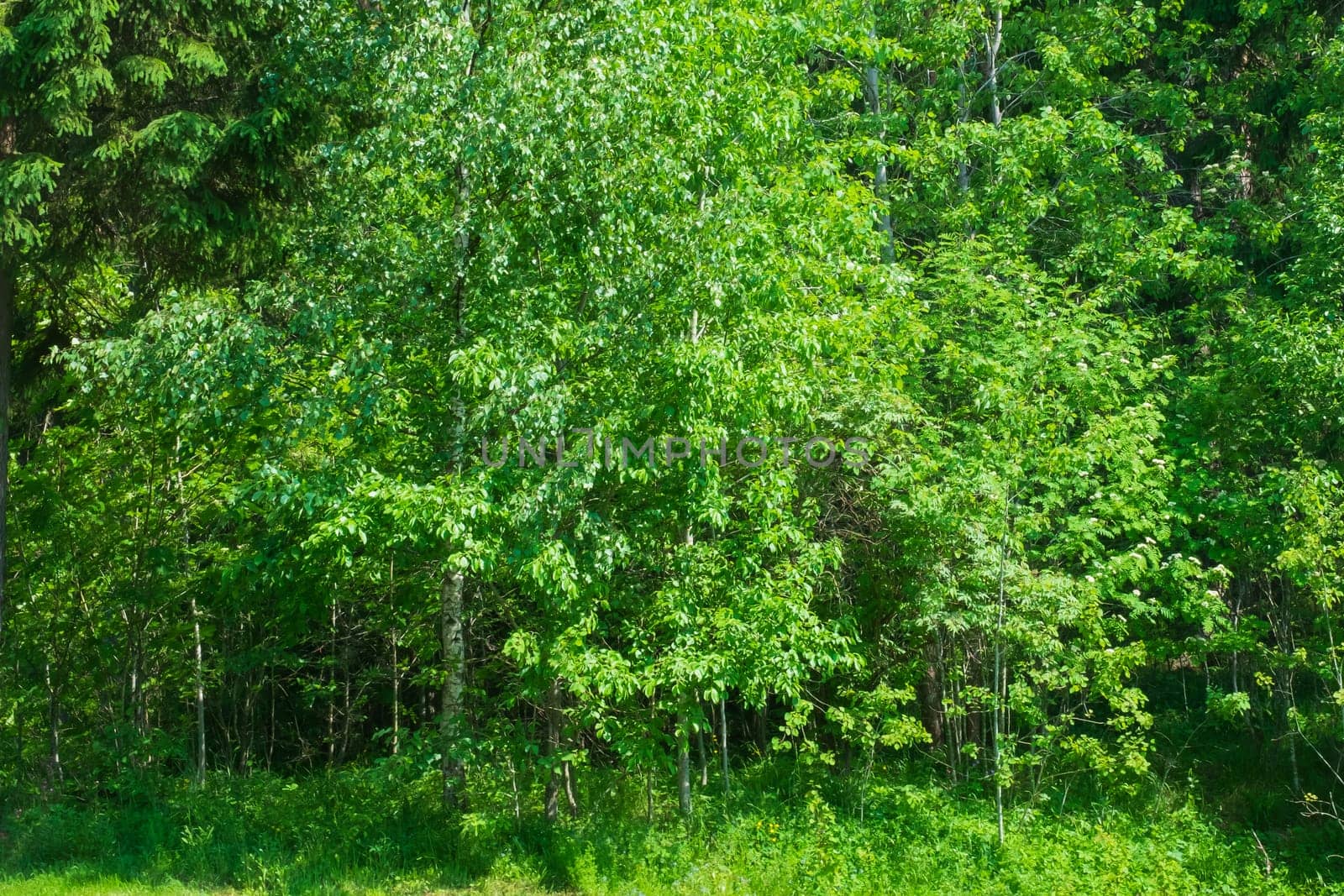 Dense greenery with leaves and bushes. green grass