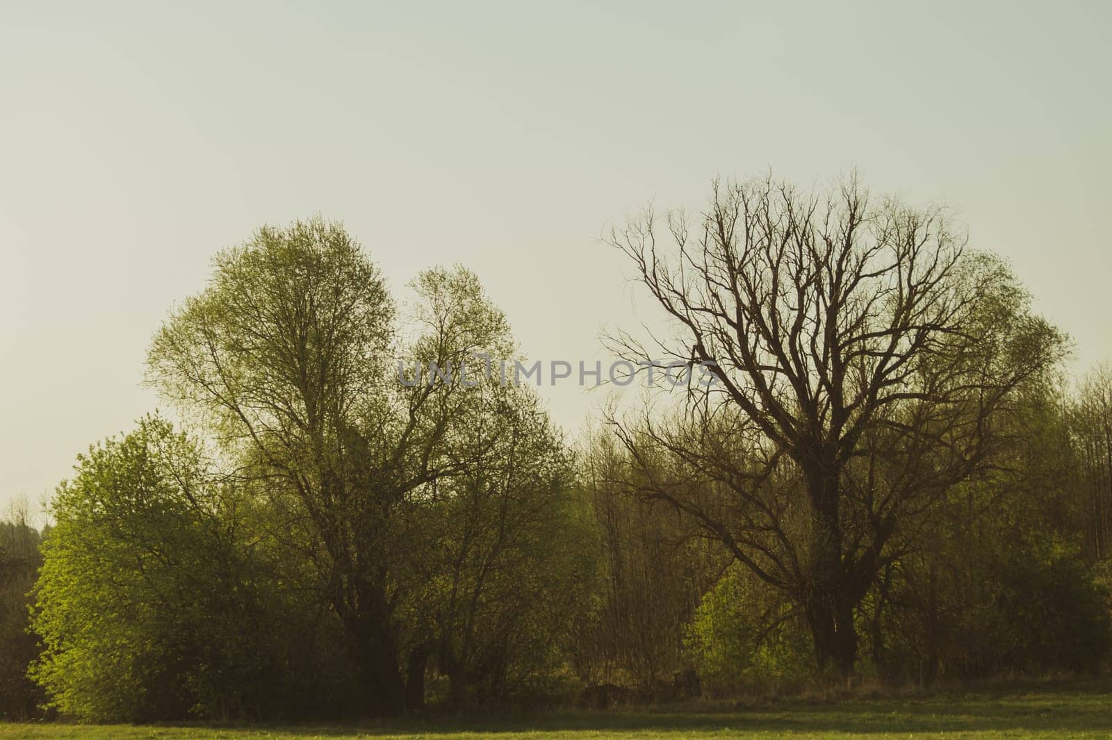 Dried trees in the forest nature background