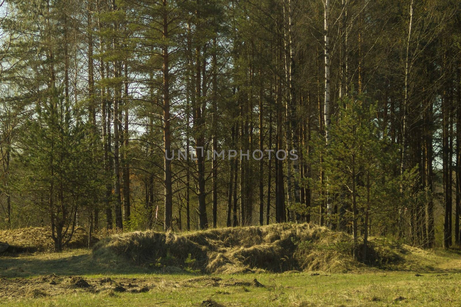Overgrown forest. trees and plants nature background