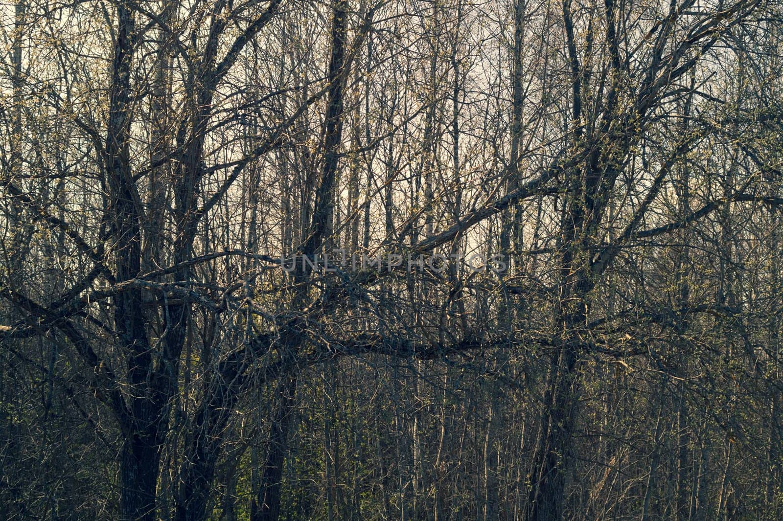 Dry trees in gloomy day. overgrown atmospheric forest