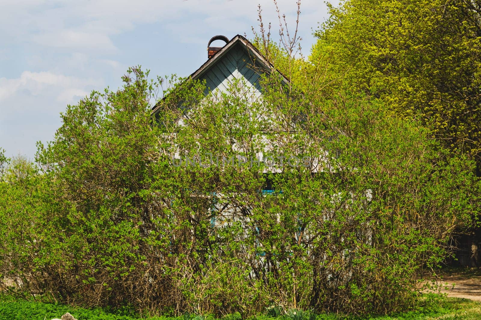 Overgrown house facade at countryside. foliage in front of wooden house