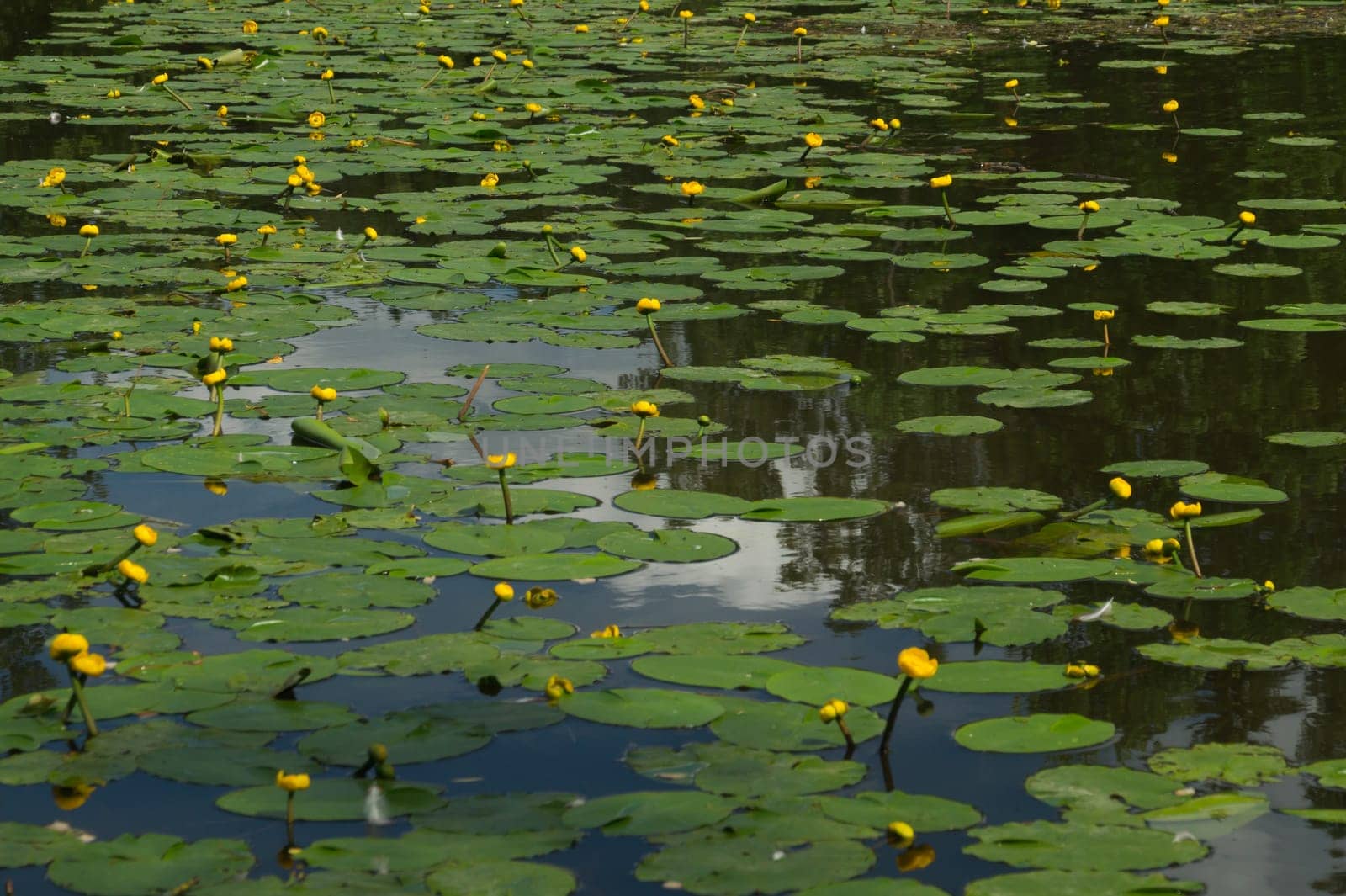 Yellow waterlilies in a pond background. nature backdrop
