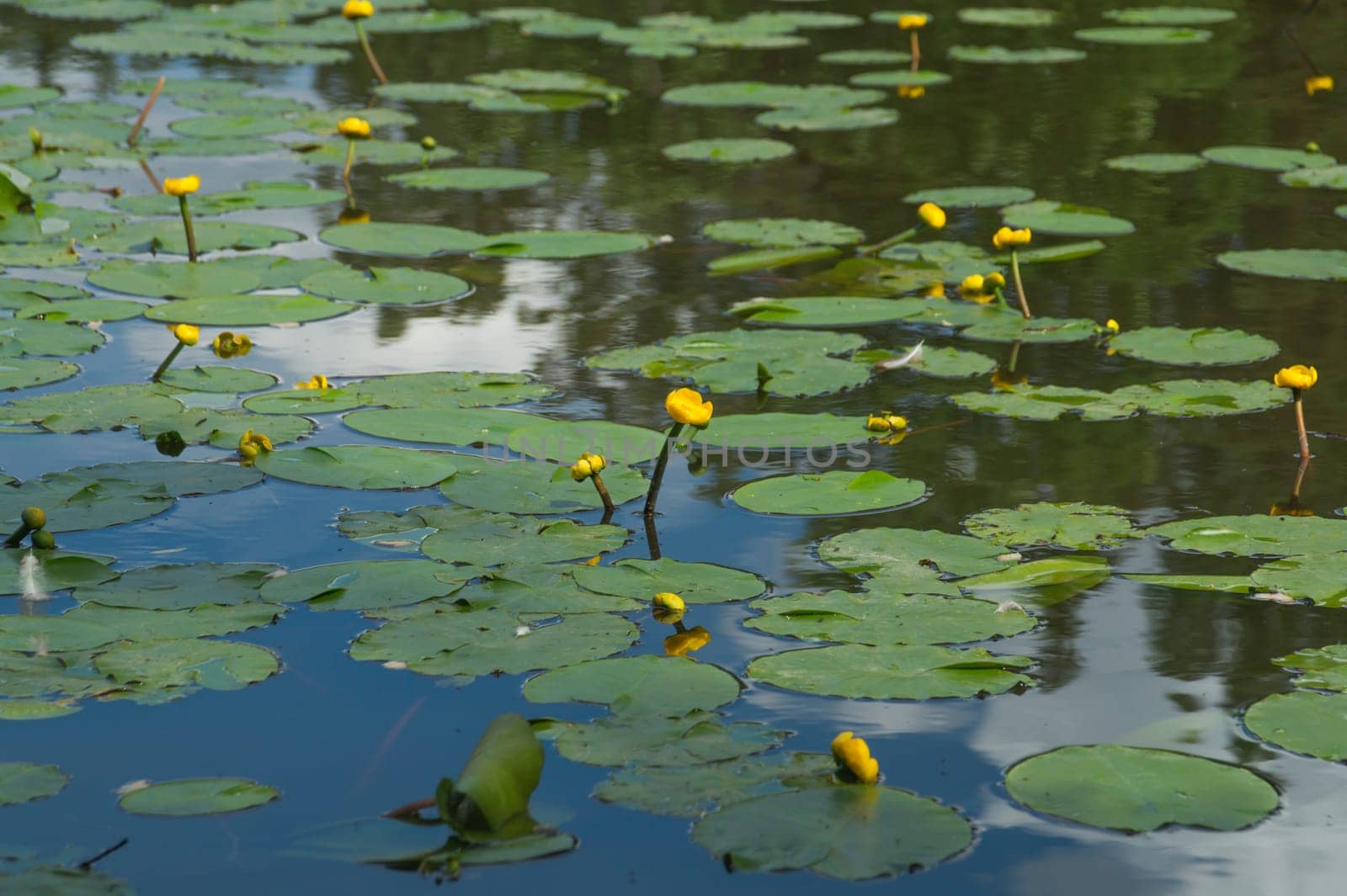 Yellow waterlilies in a pond background. nature backdrop