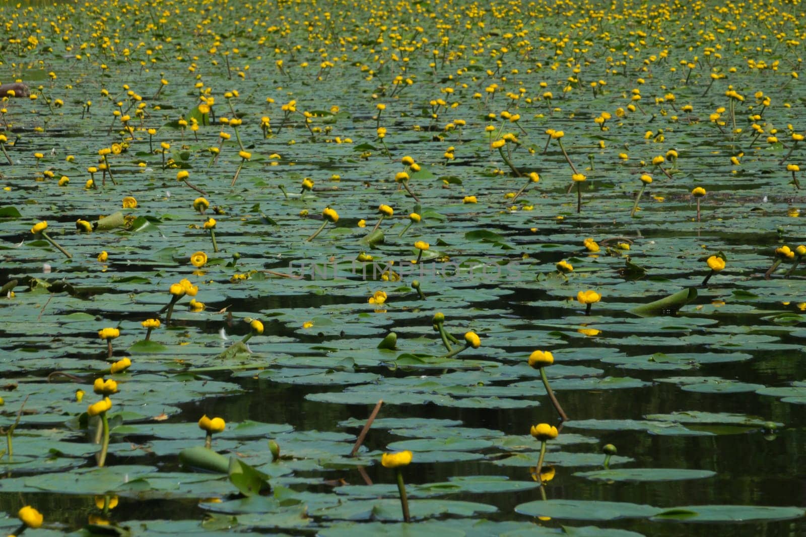 Yellow waterlilies in a pond background. nature backdrop