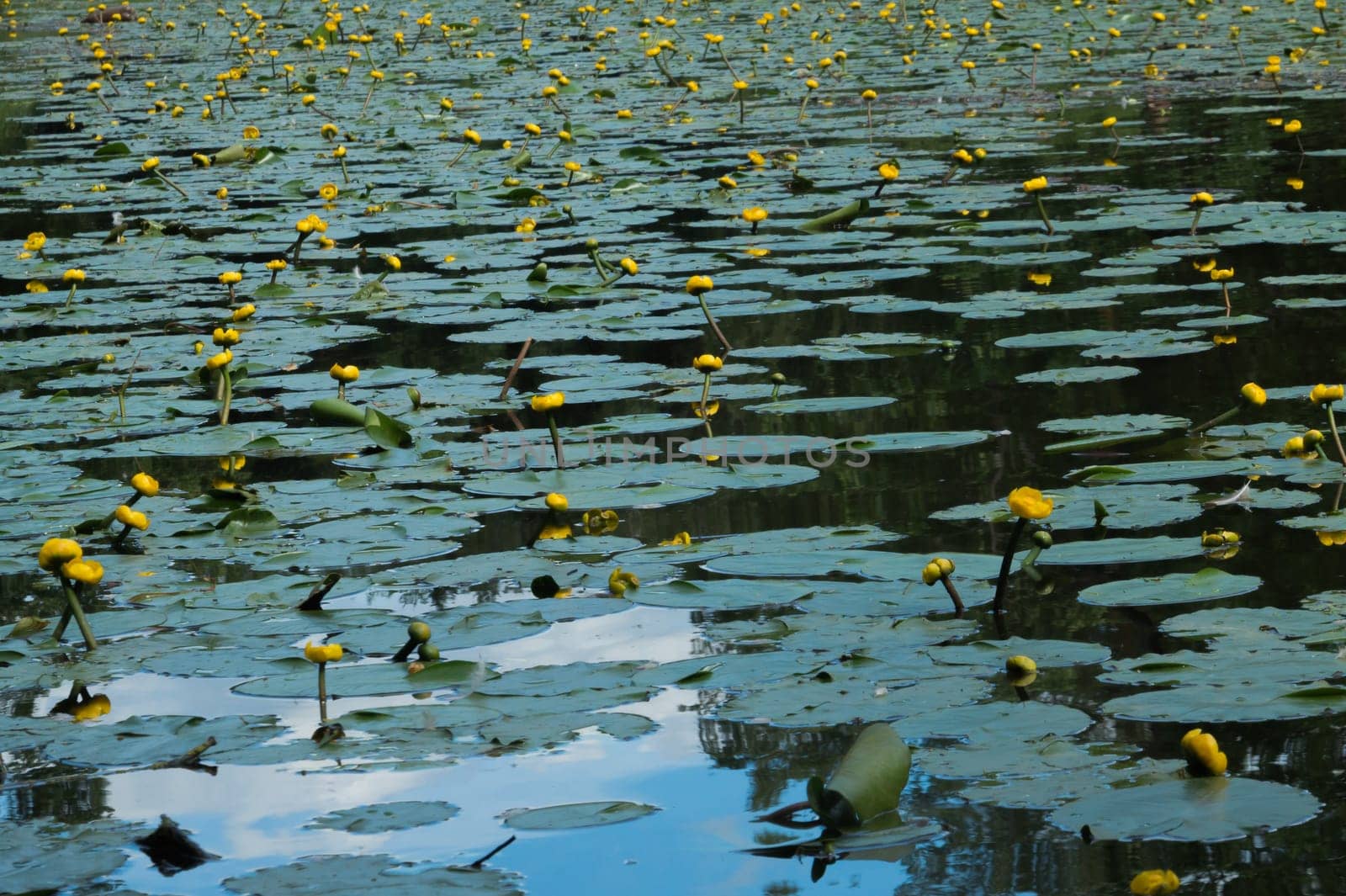 Yellow waterlilies in a pond background. nature backdrop