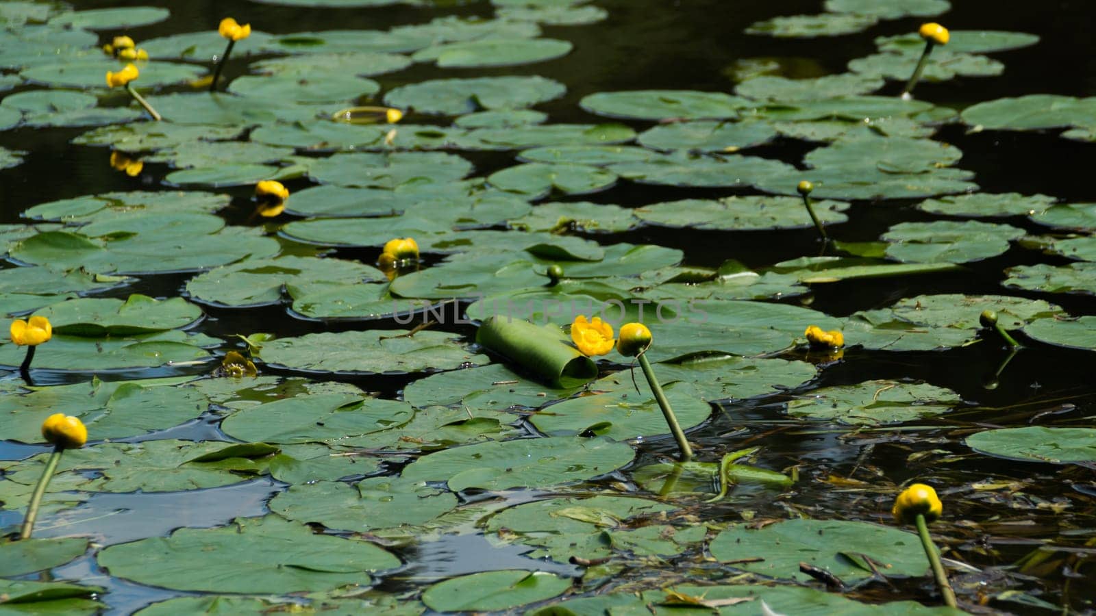 Yellow waterlilies in a pond background. nature backdrop