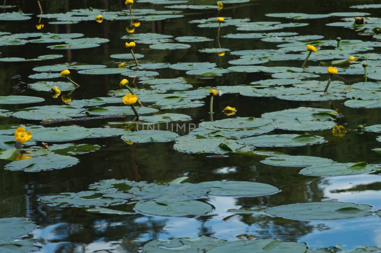 Yellow waterlilies in a pond background. nature backdrop