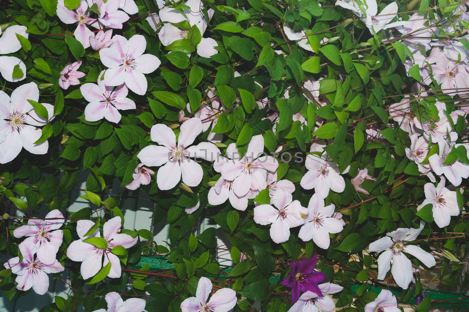 White pink flowers between green leaves in the garden. floral background