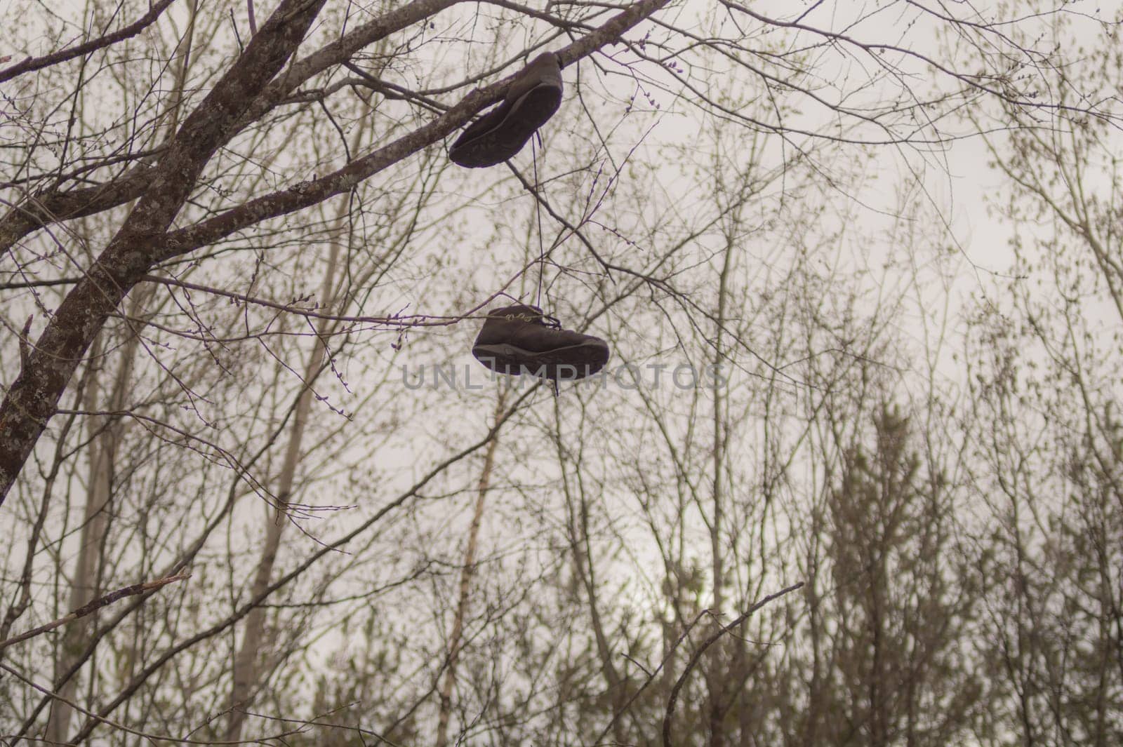 Shoes hanging on tree branches. worn boots hang on the shoelaces