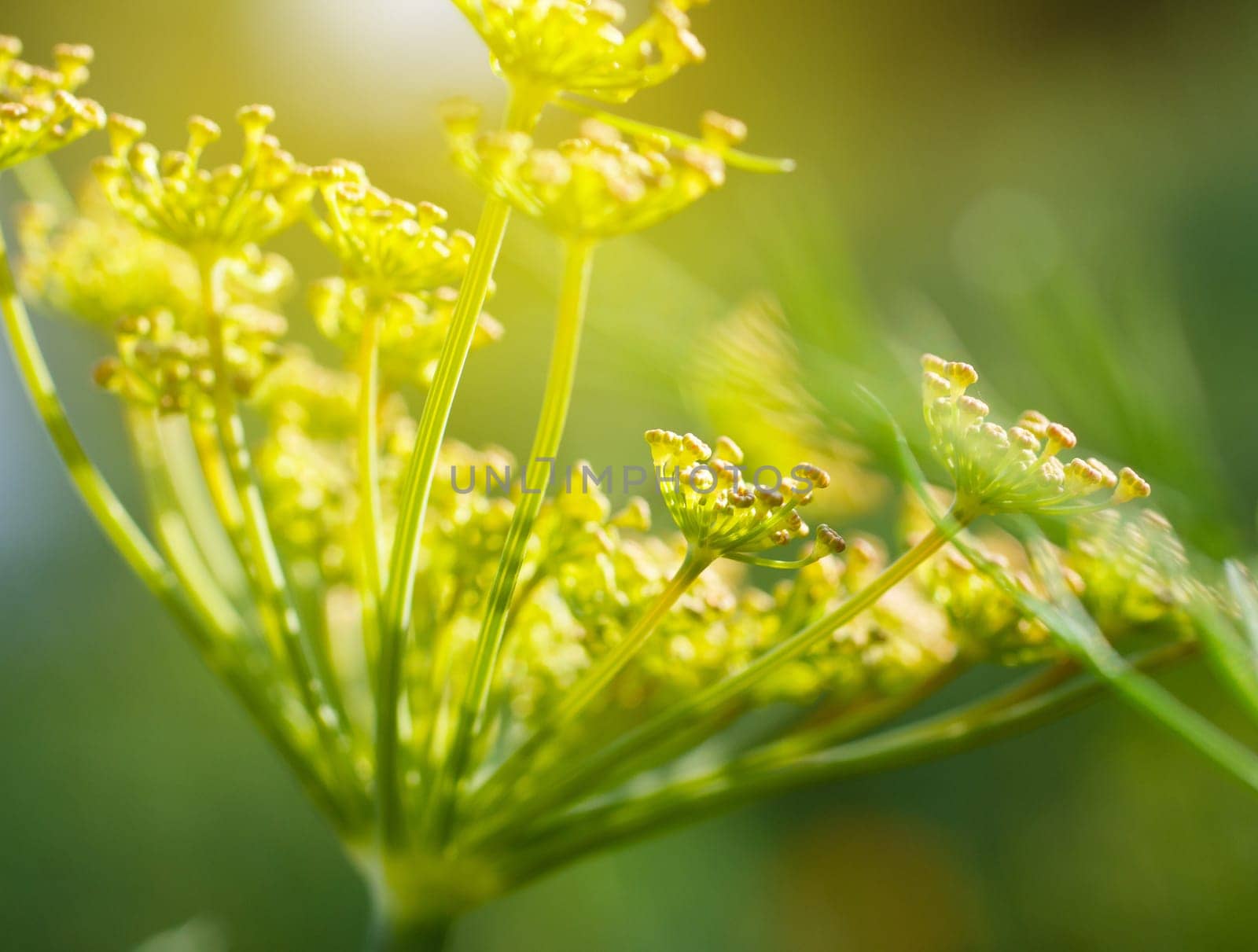 green dill with yellow flower macro