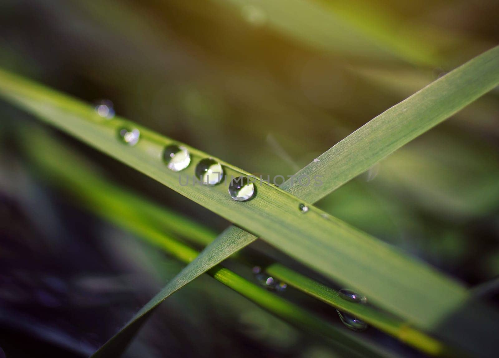 Three drops of dew on the grass