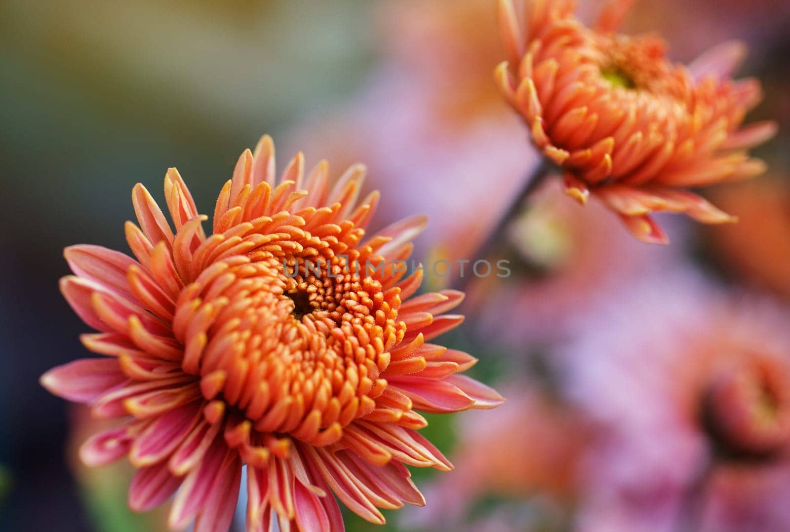 beautiful pink flowers bloom in spring