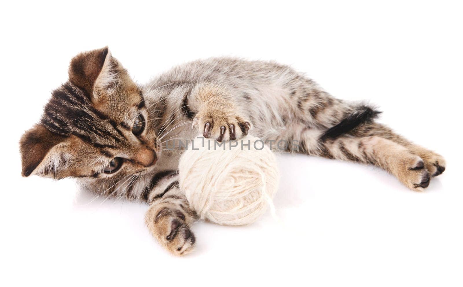 funny kitten playing with white ball