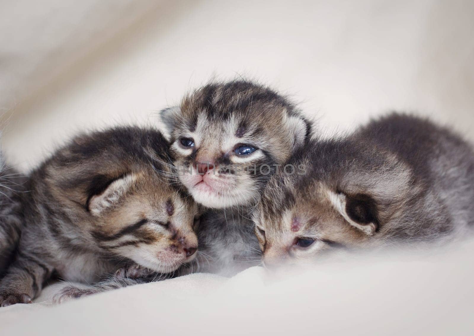 Newborn gray striped kittens