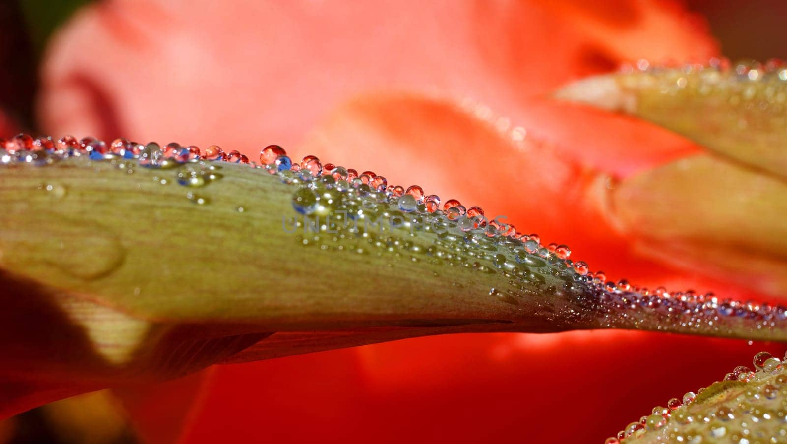 drops of dew on a pink green flower closeup