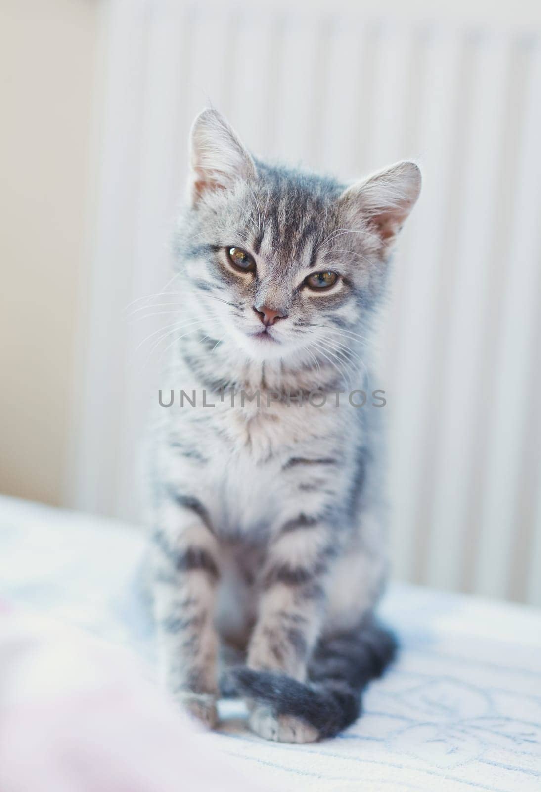 lovely gray pussy is interesting