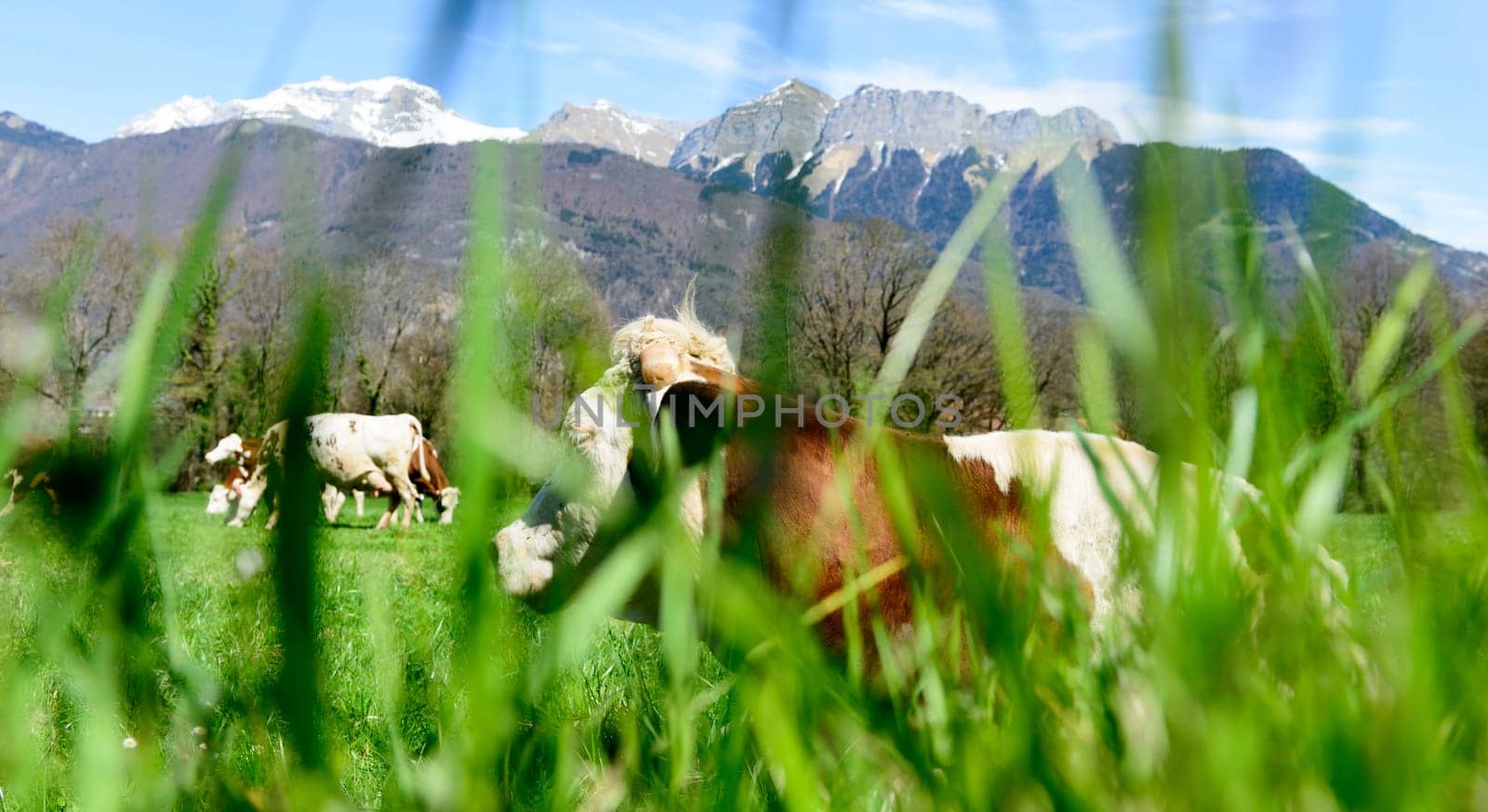 cows in a meadow with grass in the foreground