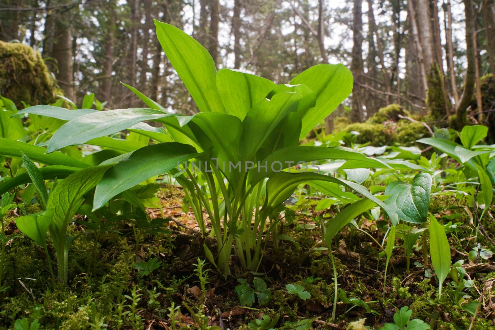Green wild garlic meadow in woods close up