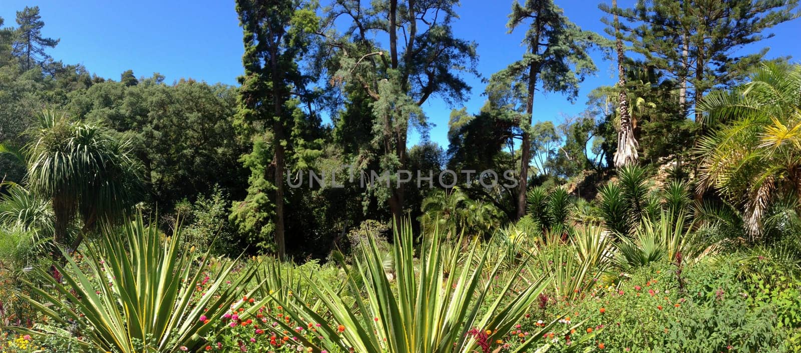 Sunny subtropical garden wide view. nature landscape with various plants in the park
