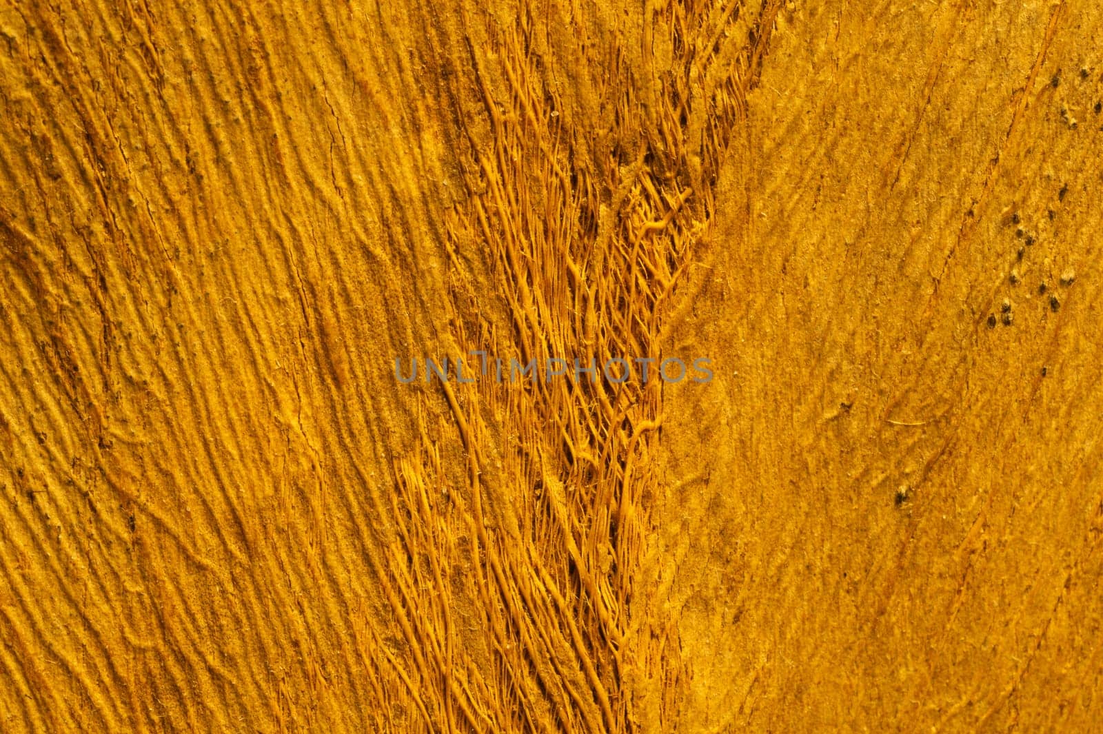 Rough wood macro texture. brown wooden material background