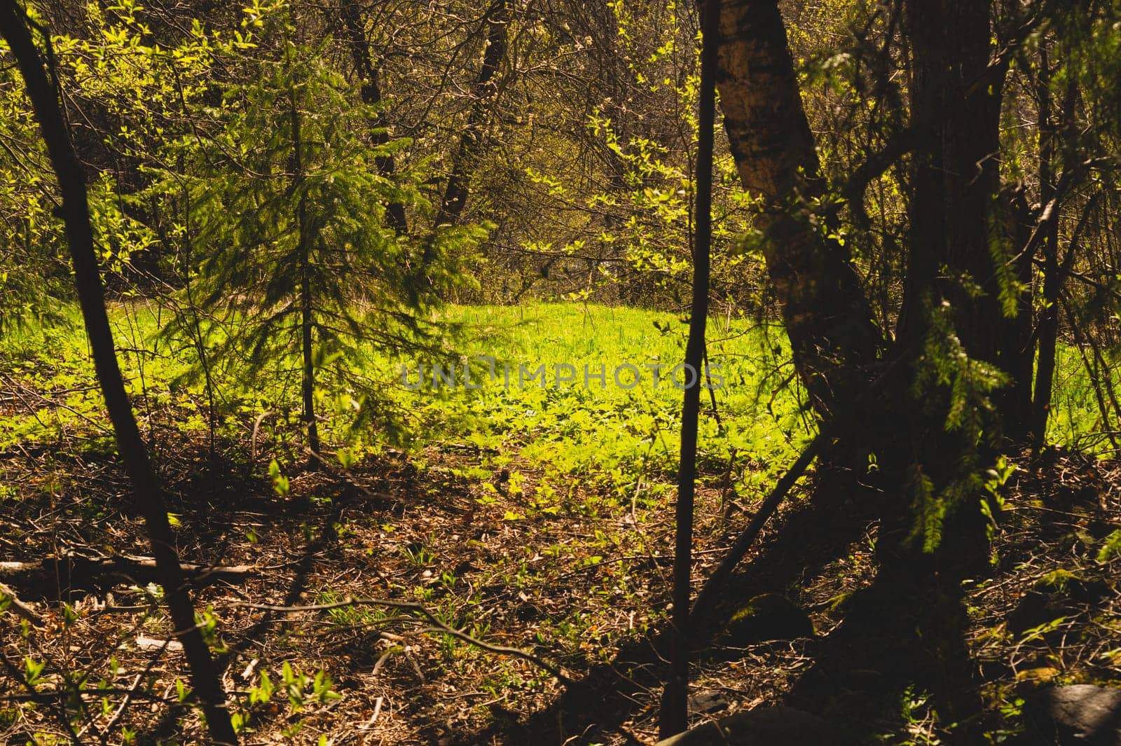 Sunny overgrown forest. grass and plants nature background. bushes and greenery