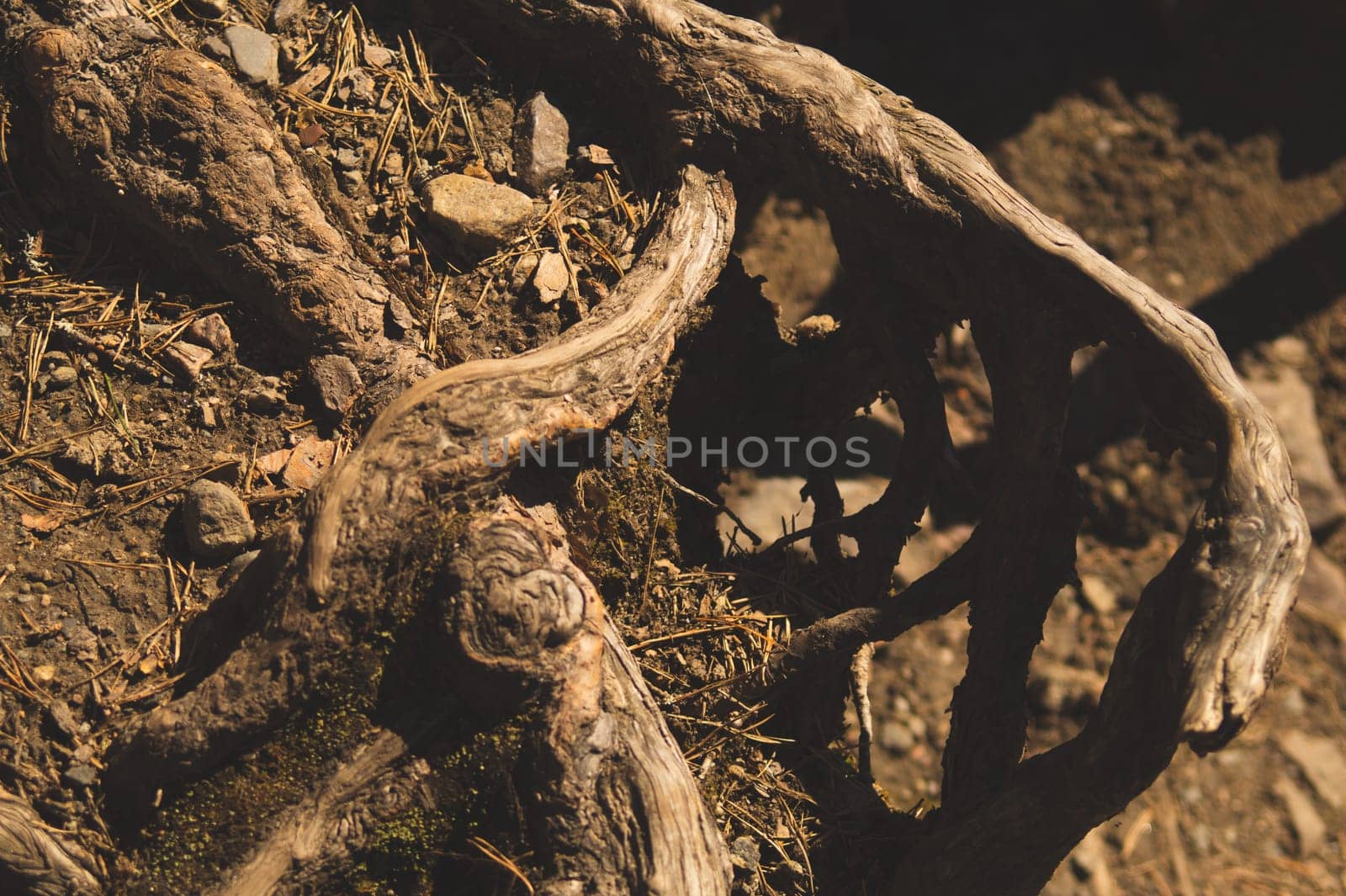 Root tree in forest. nature wooden background