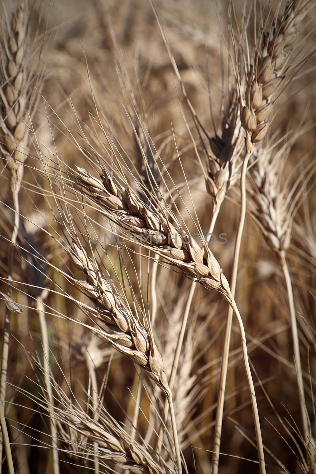 Vertical macro of ripe golden barley heads.