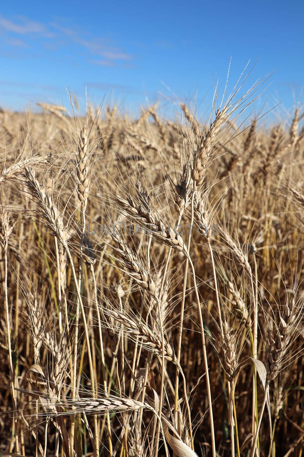 Closeup of a barley field with a blue sky.