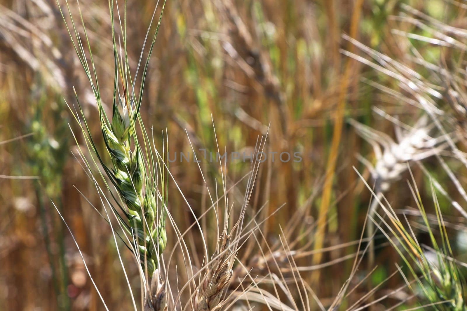 Closeup of a green unripe barley head with ripe heads.