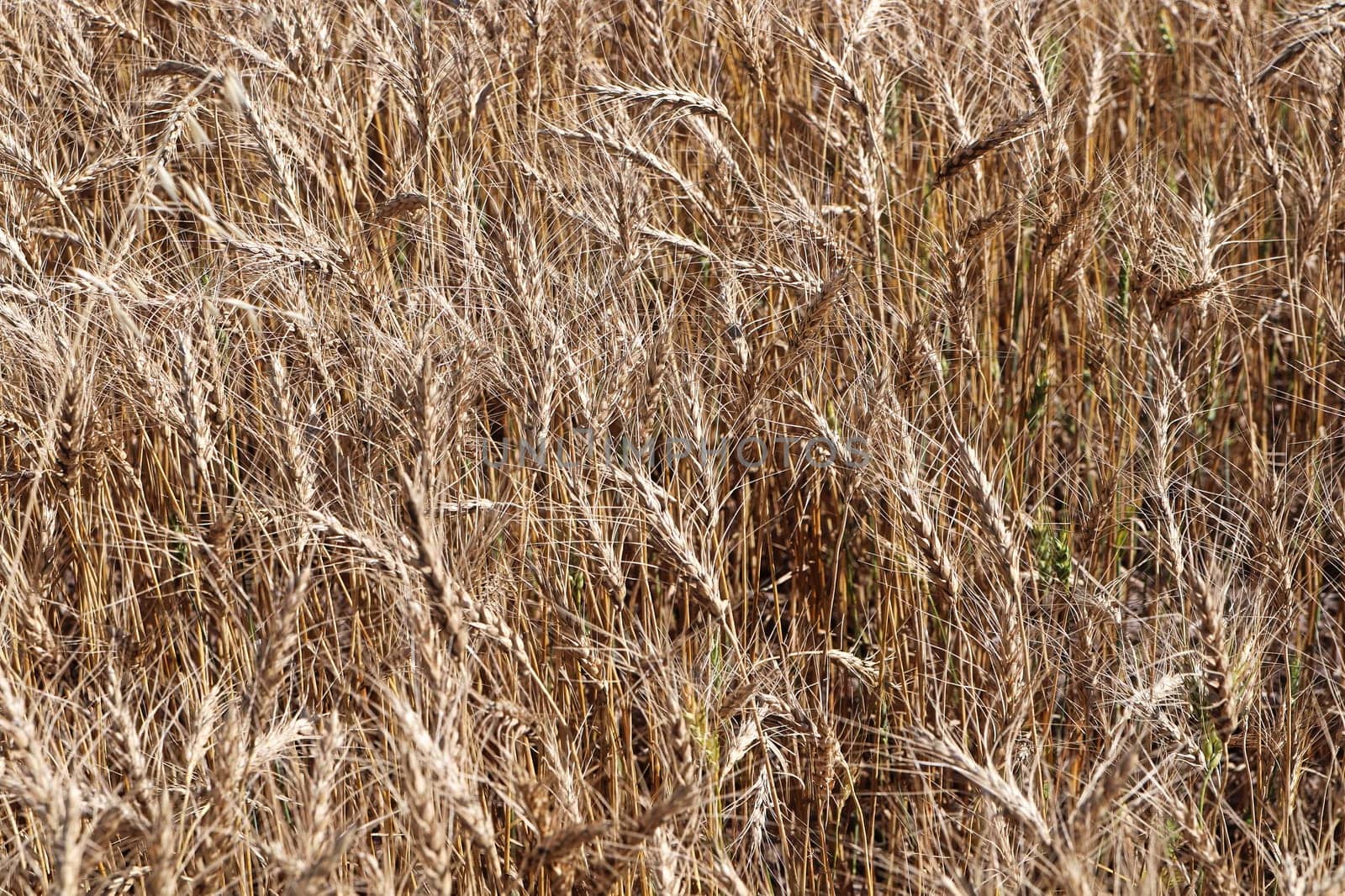 A background photo of ripe barley heads in a field.